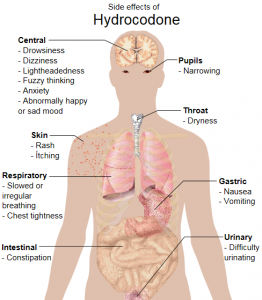 effects of Hydrocodone 