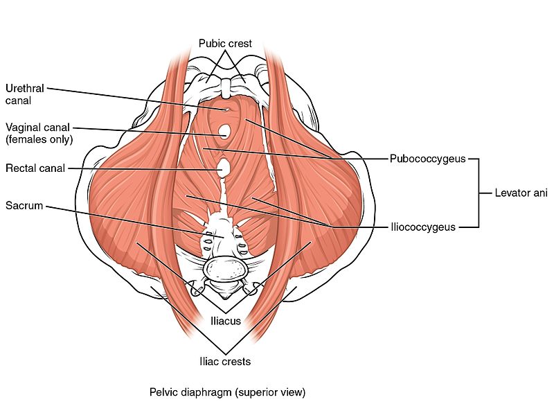 Pelvic floor exercises